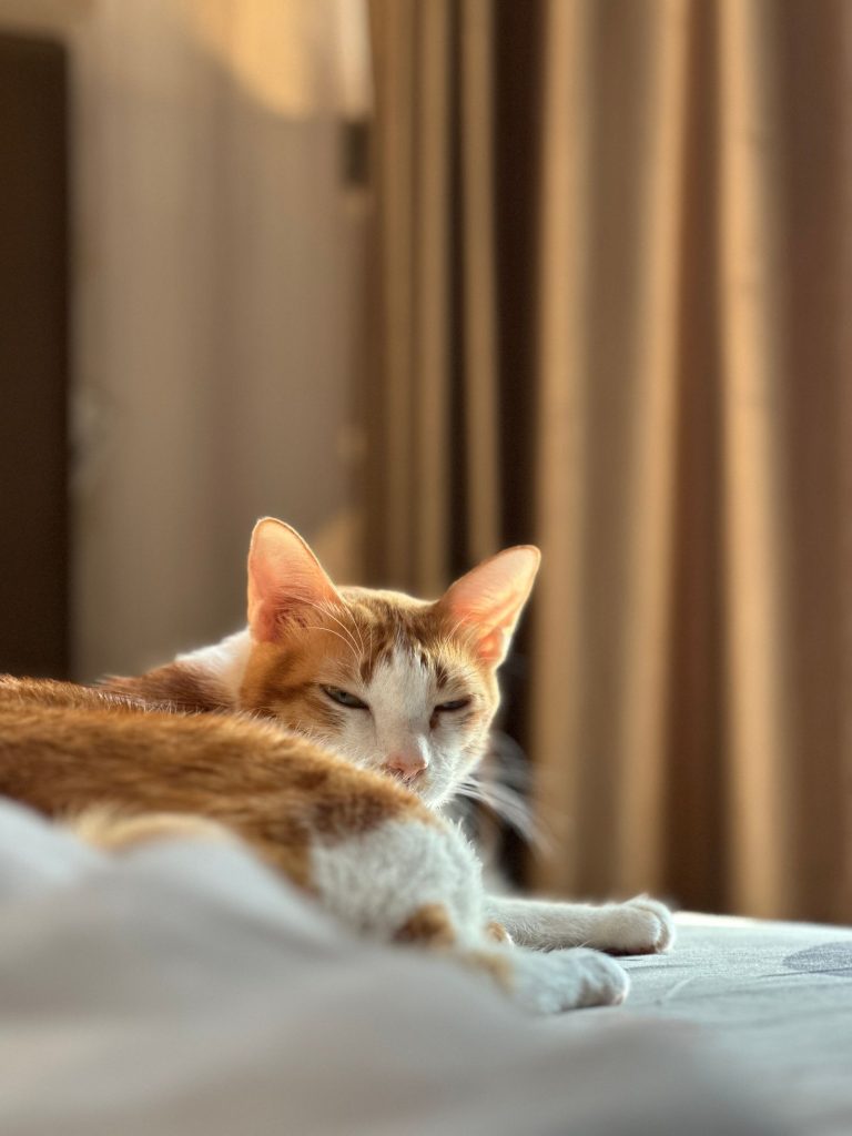 日差しの入る部屋で休む猫のイメージ