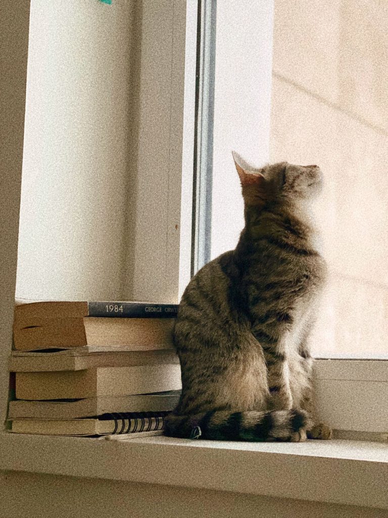 猫宿を紹介する記事の猫イメージ画像