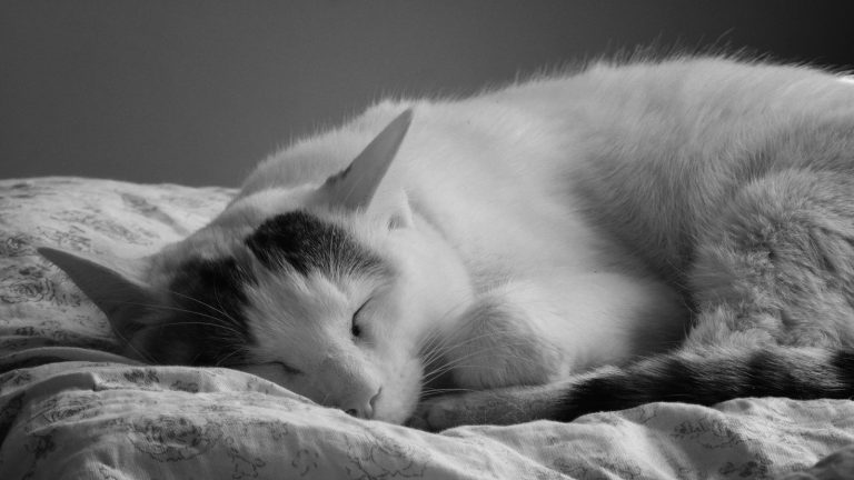 室内で眠る猫のイメージ