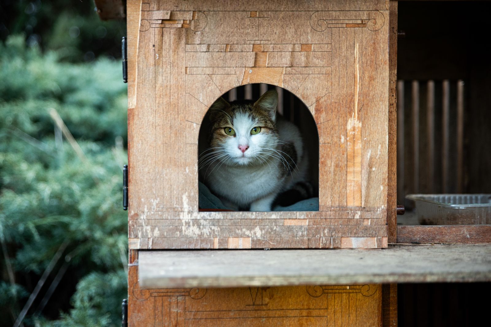 屋外の木製猫小屋で休む猫のイメージ