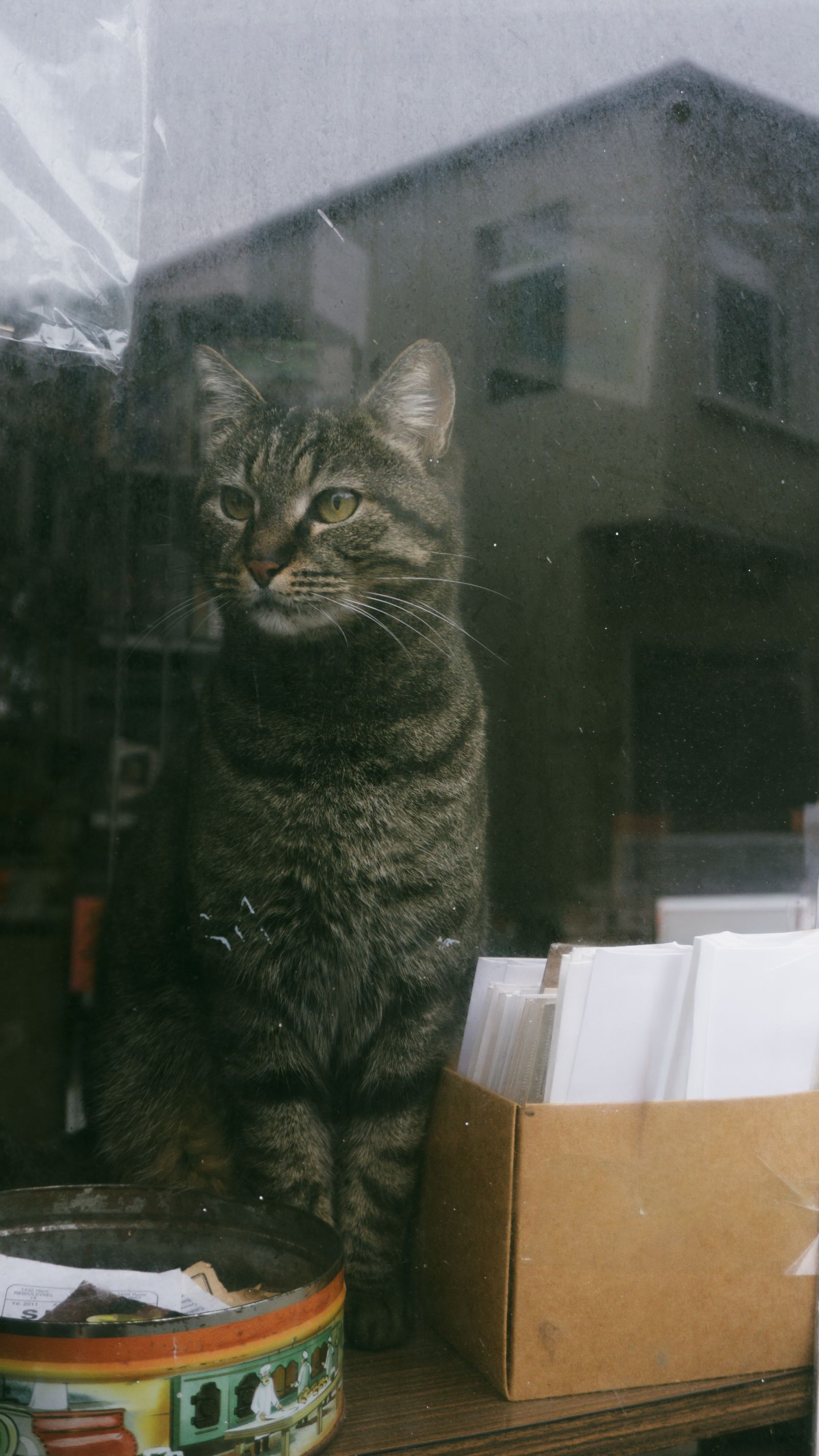 北海道の窓辺で外を眺める猫のイメージ