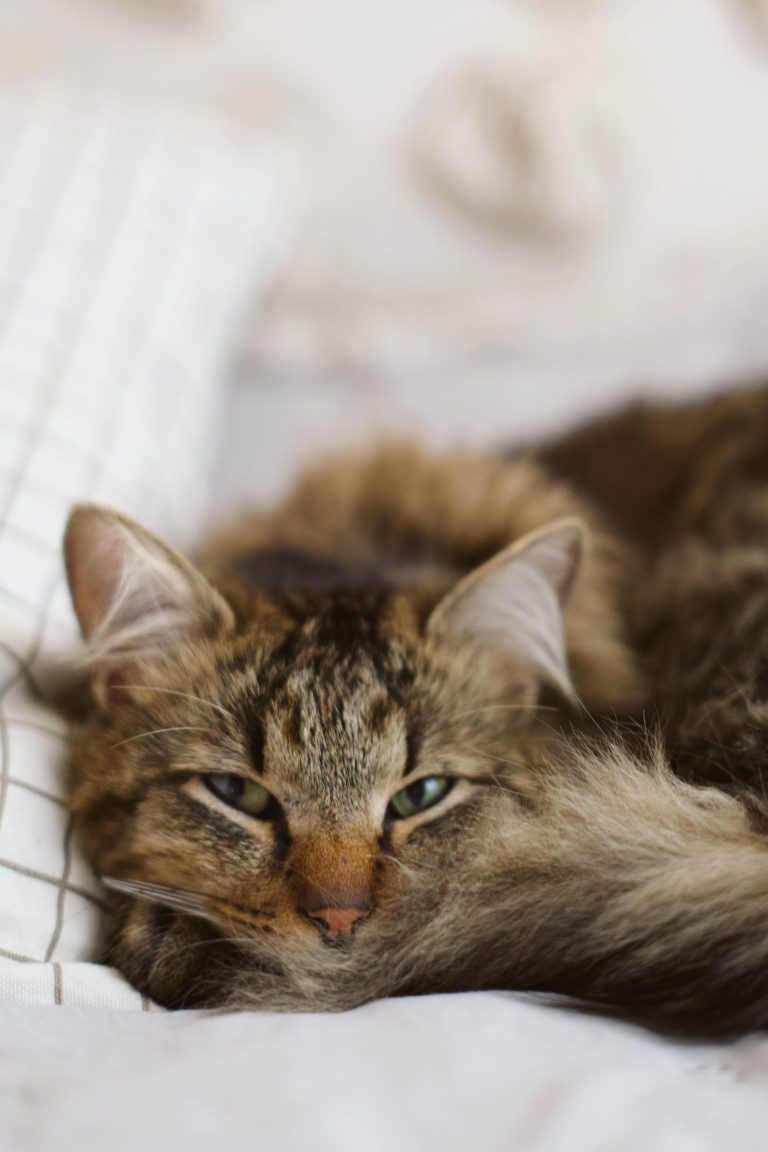 ふわふわの猫が室内でくつろぐイメージ