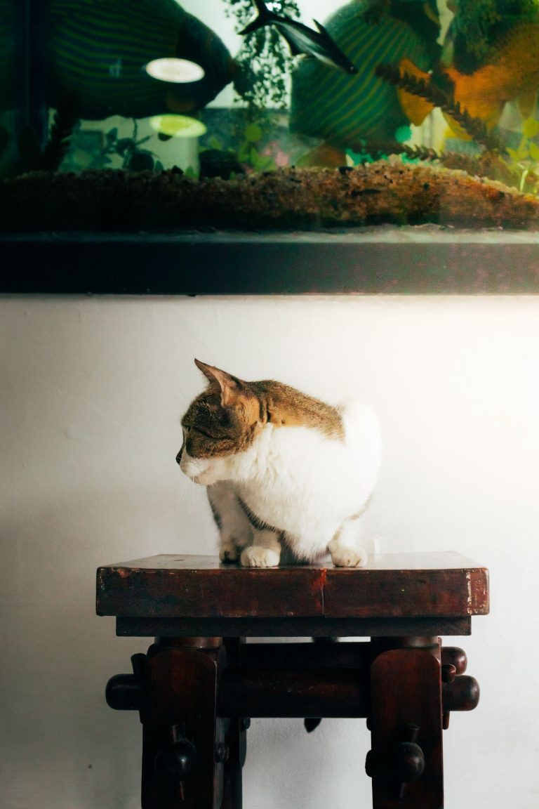 棚田を望む民宿の窓辺にいる猫のイメージ
