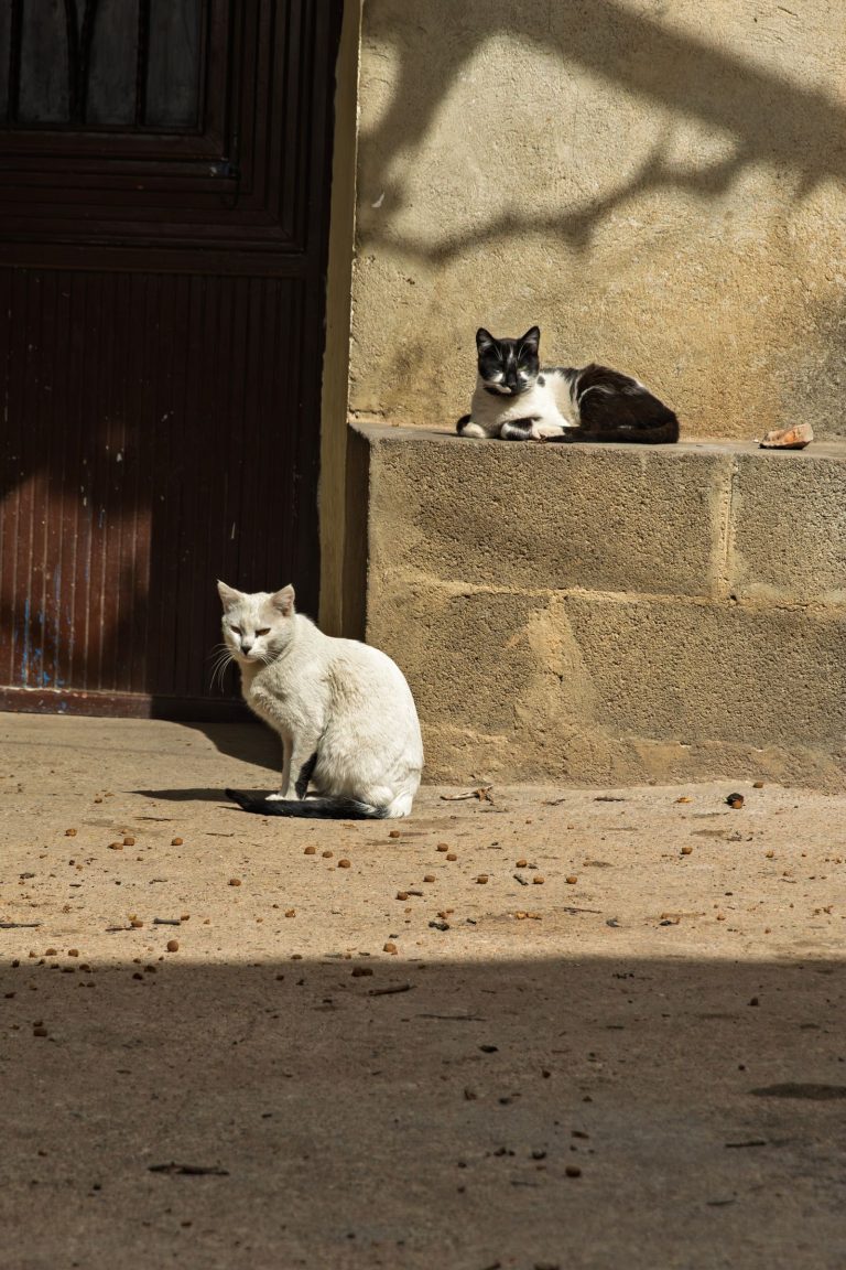 猫宿を紹介する記事の猫イメージ画像