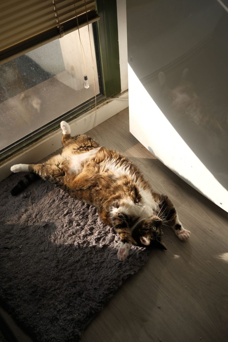 猫宿を紹介する記事の猫イメージ画像