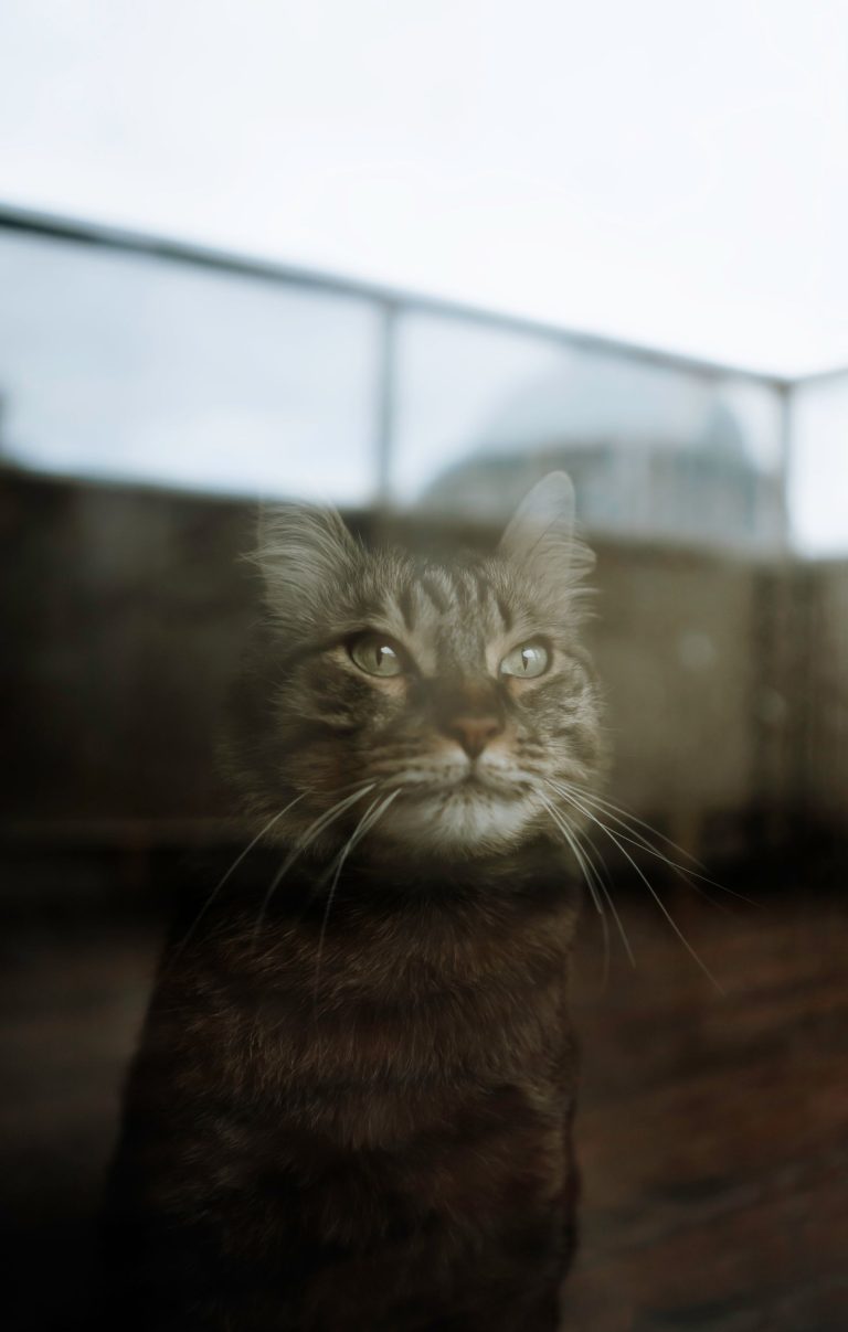 窓辺にいる猫のイメージ写真。湯滝の宿 西屋の猫ではありません