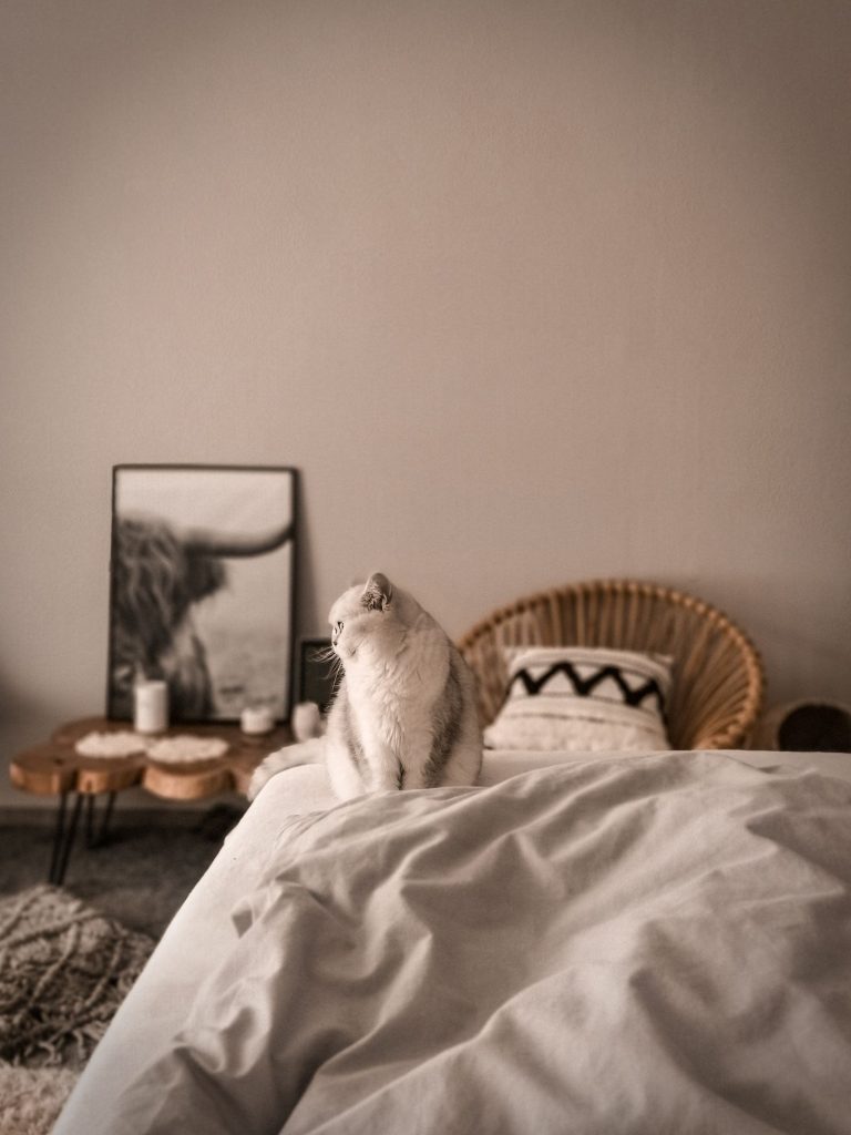 ベッドの上に座る猫のイメージ