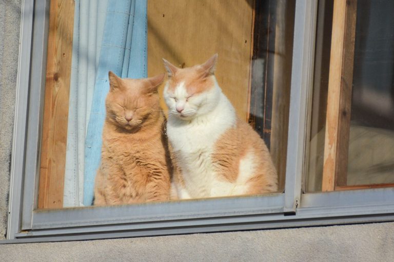 和の窓辺で過ごす猫たちのイメージ