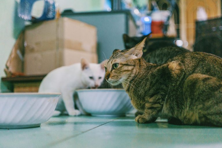 室内に集まる猫たちのイメージ