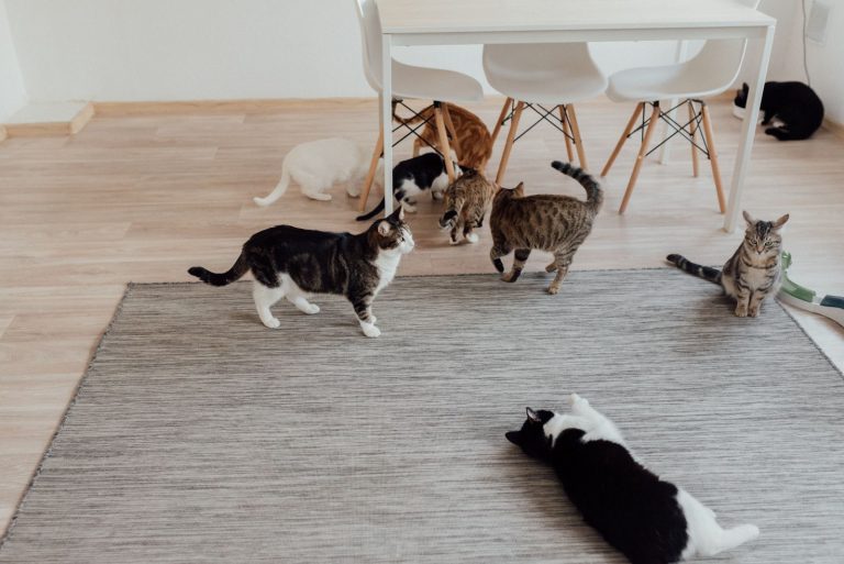室内で過ごす複数の猫のイメージ