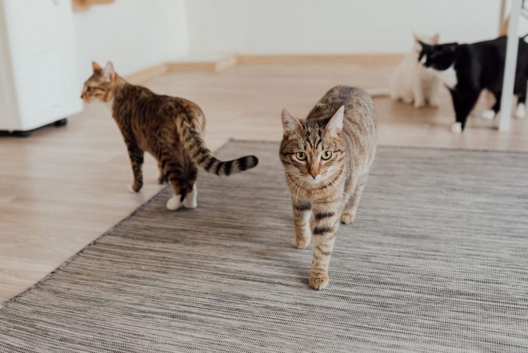 木の床がある室内を歩く猫たちのイメージ