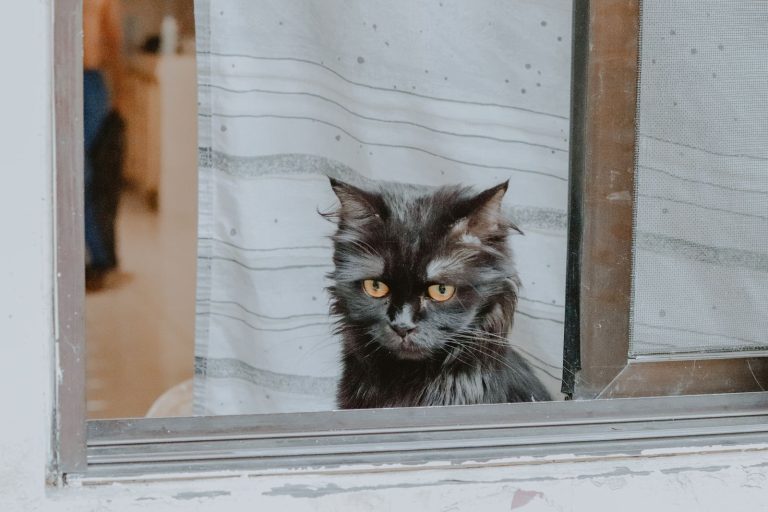 窓辺でくつろぐ長毛猫のイメージ