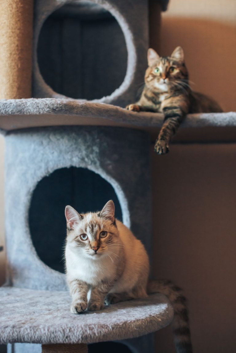 キャットタワーでくつろぐ2匹の猫のイメージ