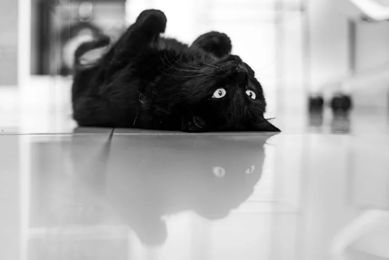 明るい館内の床でくつろぐ黒猫のイメージ