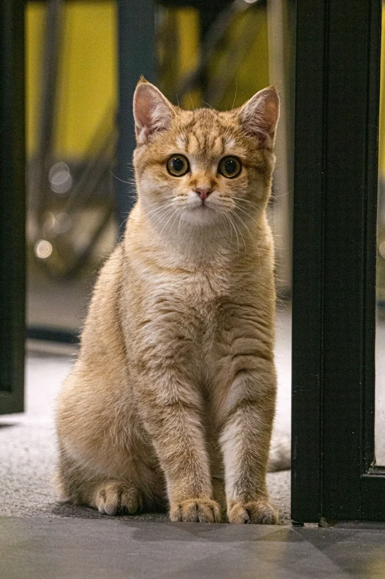 自然の宿で猫と出会うイメージ