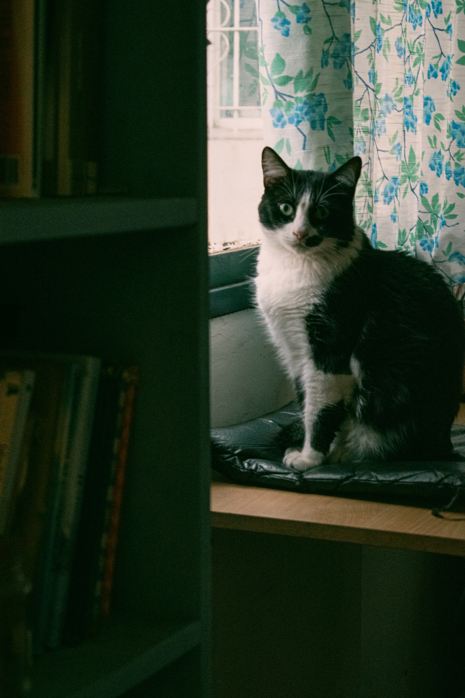本のある窓辺に座る猫のイメージ
