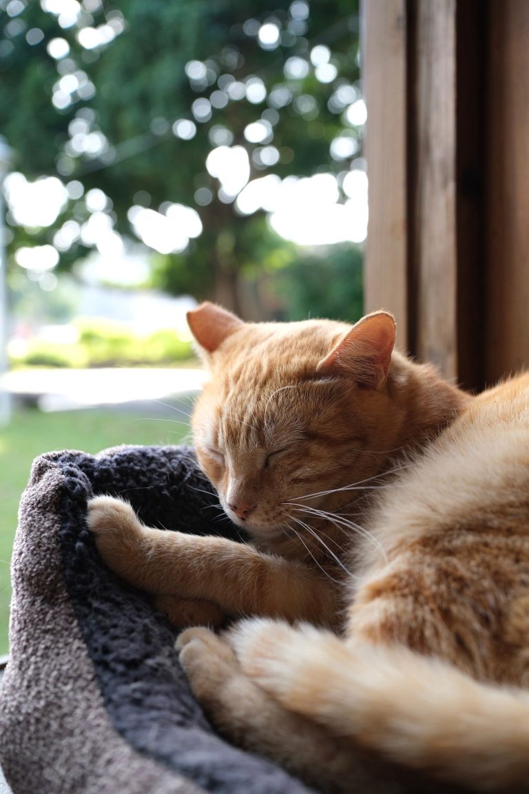 台湾の窓辺で眠る猫のイメージ