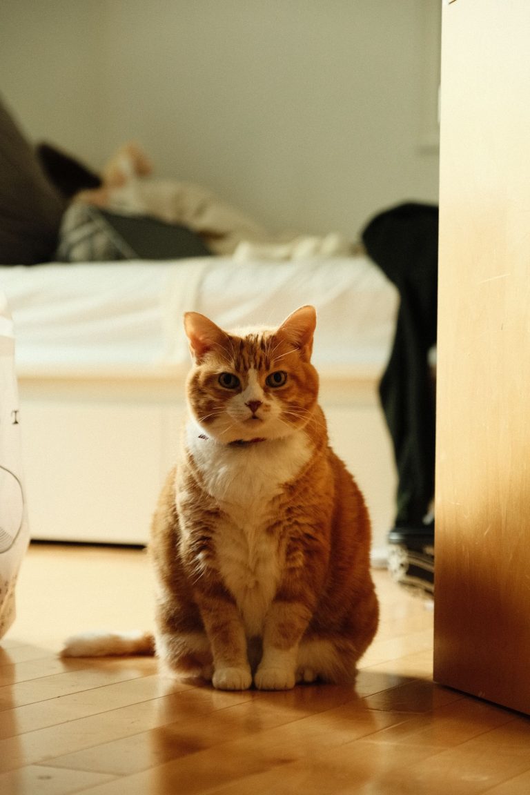 川崎の猫宿を紹介する室内猫のイメージ