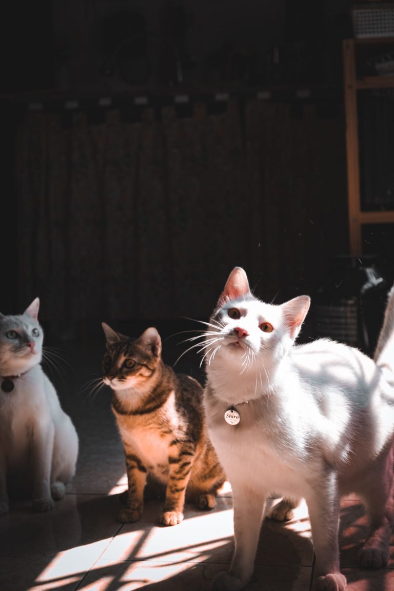 日差しの中で過ごす3匹の猫のイメージ