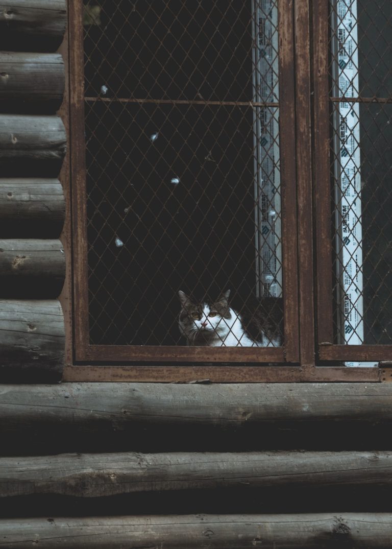 青森の猫宿を紹介する室内猫のイメージ