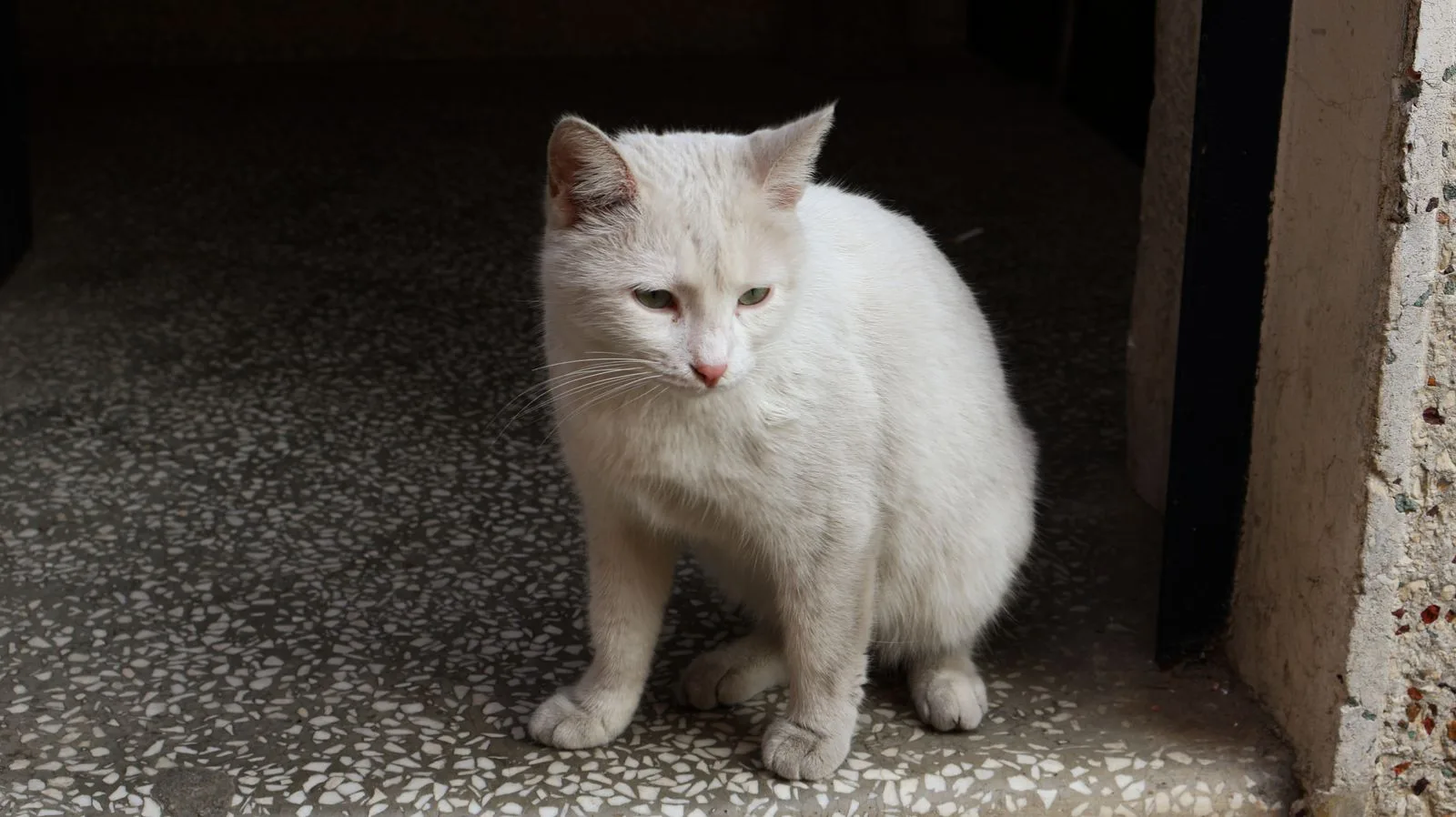 宿の玄関で白い猫を迎えるイメージ