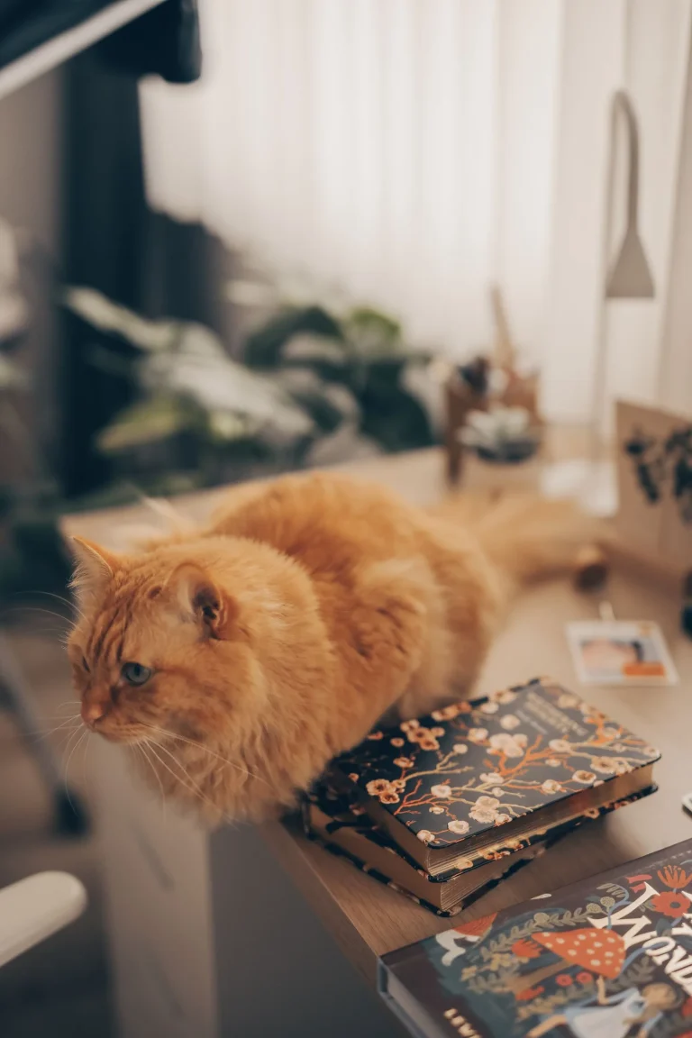 ホテルのフロント周辺で猫と過ごすイメージ